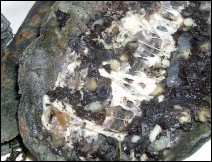 Quesadillas de Cuitlacoche Receta para Semana Santa