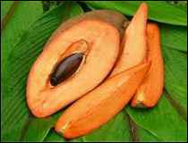 El delicioso Ate de Mamey - Receta Mexicana