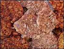 Palanquetas Con Nuez de Jalisco - Receta Jalisciense