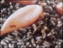 Arroz Negro con Calamares Receta para Semana Santa 