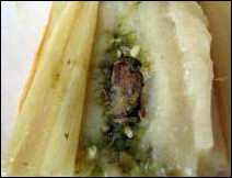 Tamales de Pollo con Salsa Verde 